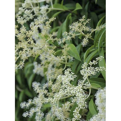 Fausse viorne Pot de 2L/3L