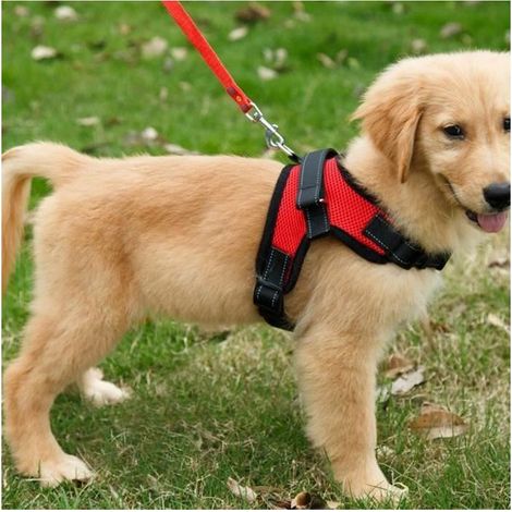 [S] Harnais chien anti traction, Harnais de securite pour chien, Réfléchissant Gilet pour Randonnée Trajet Voiture Rouge (1/4)