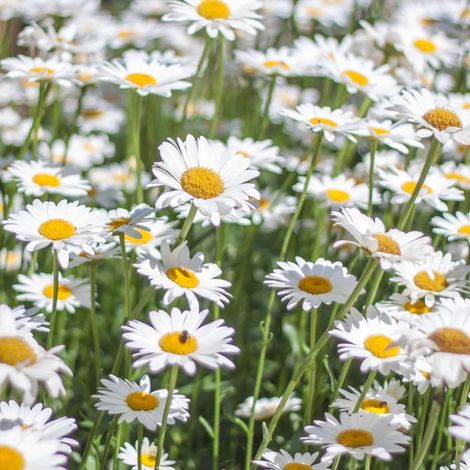 Margeriten Samen 2000 – Garten & Balkon, Weiße Blumen, Einfache Aussaat, Ideales Garten-Geschenk