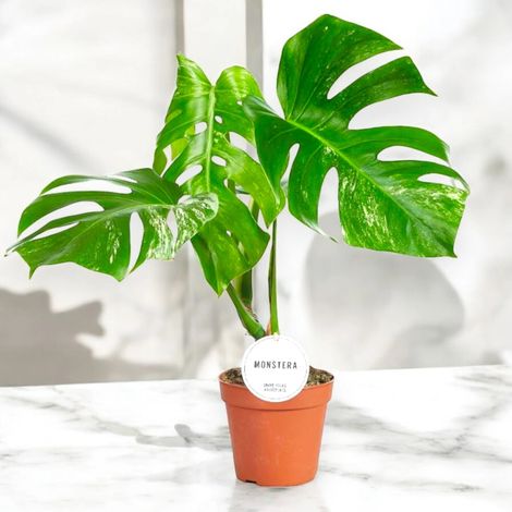 Gardenaria Monstera deliciosa variegata - Pianta da interno ornamentale - Altezza: 50 cm (vaso 15) (1/5)