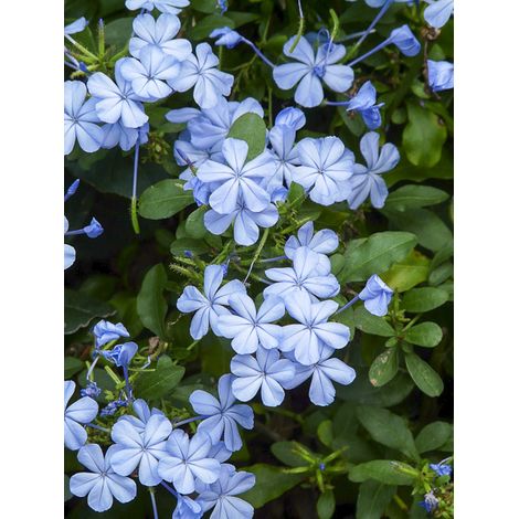 Plumbago du Cap – Arbuste semi-grimpant 150 cm – Fleurs bleu ciel – Feuillage persistant – Pot de 2L/3L