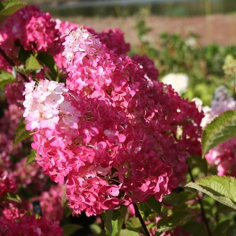 Hortensia paniculata Fraise Melba® 'Renba', Hydrangea paniculata/Pot de 4L - 40/60 cm (1/5)