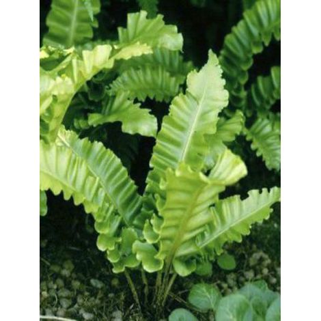 Scolopendre langue de bœuf 'Undulatum' Godet de 8/9 cm (1/2)