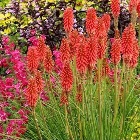 Kniphofia, Tison de Satan Redhot Popsicle®/Pot de 4L - 40/60 cm (1/4)