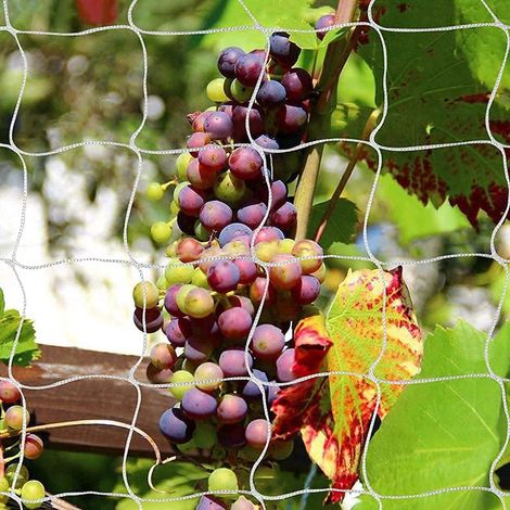 Filet d'escalade pour plantes de jardin 1,6x20m (blanc), treillis résistant en polyester souple, support de culture grimpante, filet à mailles pour potager et serre (1/5)