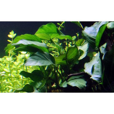 Aquarium Pflanze Anubias barteri var barteri Topf Nr.301A