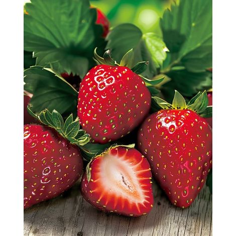 3 sets - Graines de fraises Fragaria Vesca Quattro Stagioni Everbearing (1/3)