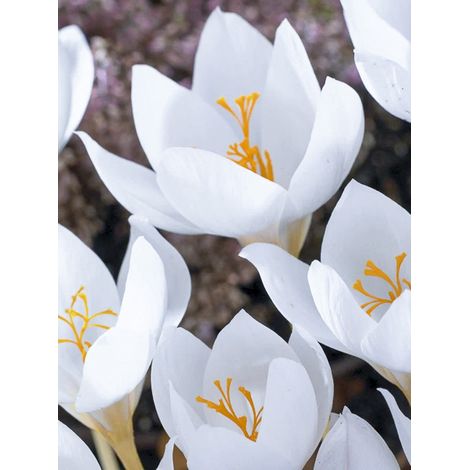 Crocus d'automne 'Albus' Bulbe calibre 5+ (par 15)