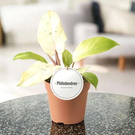 Gardenaria Philodendron 'Snowdrift' - Pianta da interno ornamentale - Altezza: 30 cm (vaso 12) (1/5)