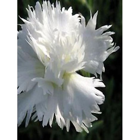 Œillet mignardise 'Albus Plenus' Godet de 8/9 cm