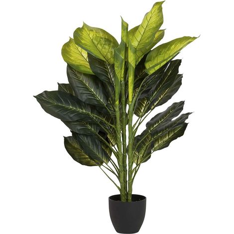 Dieffenbachia Pflanze mit Topf 65X65X113 Cm (1/5)