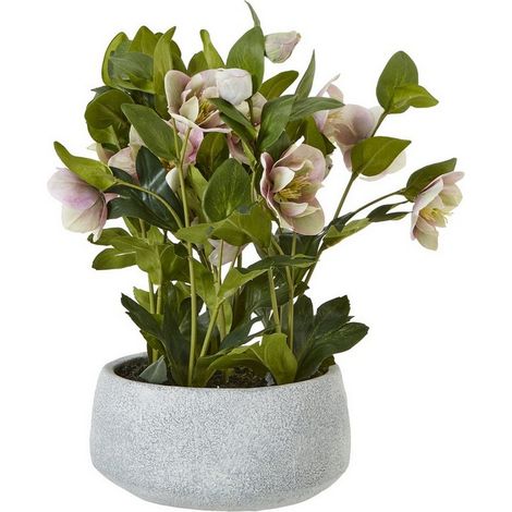 Variegated Hellebore Plant in Pot - Plastic - L33 x W38 x H41 cm - Pink/Grey