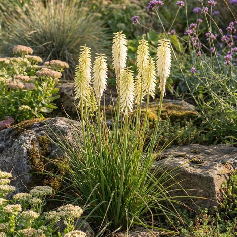 Bloomique - Lot de 3 - Kniphofia Little Maid - Tritome - Floraison abondante - Rustique - Vivace - Hauteur 10-20 cm - Pot 9 cm