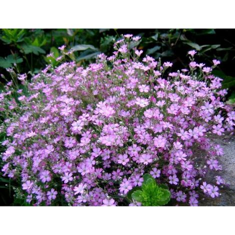 Lot de 1200 Graines de Gypsophile Rose – Fleurs Délicates Baby’s Breath Jardin Décoratif Plantation Facile et Floraison Nuageuse (1/4)