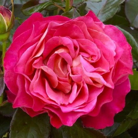 Rosier Grimpant 'Belle Epoque' ® (Rosa 'Belle Epoque' ®) (1/2)