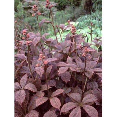 Rodgersia pinnata 'Chocolate Wings' Godet de 8/9 cm