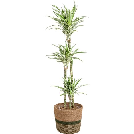 Dracaena Deremensis White Stripe Plante d'Intérieur Pot Ø24 cm Hauteur 130-150 cm - PANGIVO (1/5)