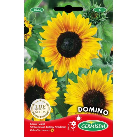 Graines Soleil demi-haut DOMINO (1/2)