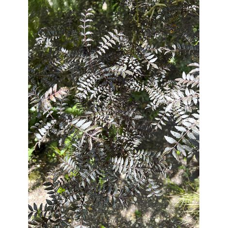 Poivrier du Sichuan 'Black Magic' Pot de 2L/3L