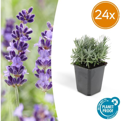 Lot de 24 Lavandes 'Hidcote' Lavandula angustifolia Floraison Abondante H10-25 cm Pot Ø 9 cm - PANGIVO (1/5)