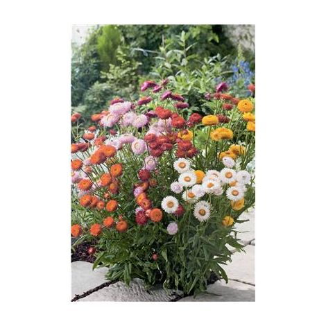 IMMORTELLE PASTEL - 1G