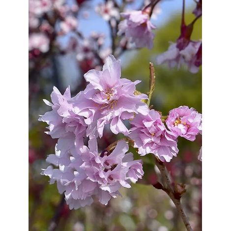 Cerisier à fleurs 'Oshidori' Pot de 2L/3L