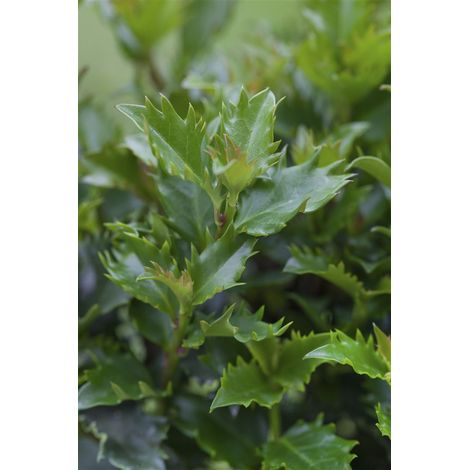 Amerikanischer Ilex 'Little Rascal'® Ilex meserveae 'Little Rascal' -R- 2 L 25- 30 (1/5)