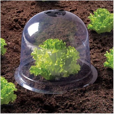 Protezione insalata e piante giovani (confezione da 12), serra giardino per la protezione delle piante (1/5)