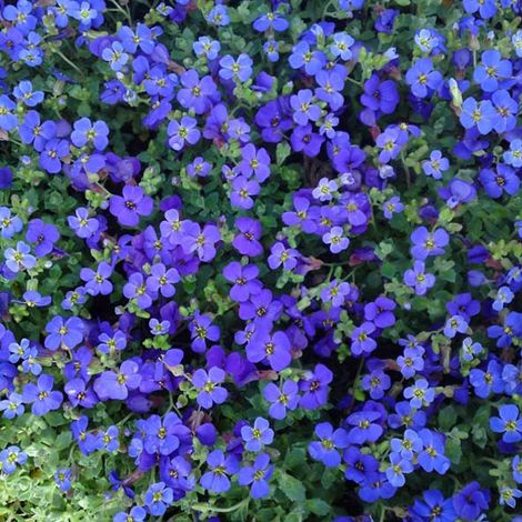 4 x Aubriète - Aubrieta 'Hamburger Stadtpark' - godet 9x9 cm