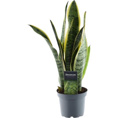 Sansevieria Laurentii Langue de Belle-mère Plante d'Intérieur Verte et Jaune H45 cm ø12 cm - PANGIVO (1/4)