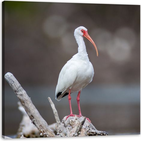 Leinwanddruck Tiere Vogel 50x50 cm