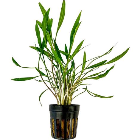 Aquarium Pflanze Cryptocoryne pink panther Topf Nr.309P