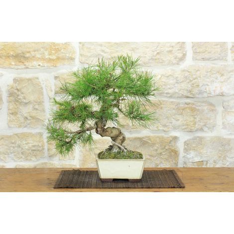 Bonsai di Pino d'Aleppo (15) (1/5)