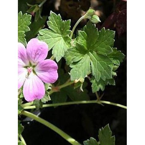 Géranium vivace 'Mavis Simpson' Godet de 8/9 cm (1/2)