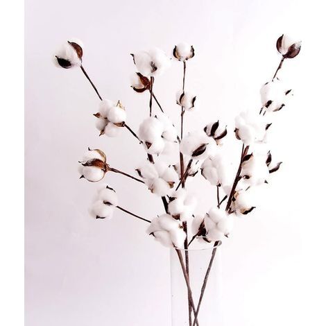 Fleurs séchées, fleurs de coton séchées, fleurs de simulation de branche de Kapok à 10 têtes, fleurs de coton séchées, décoration de salon (6 bâtons)