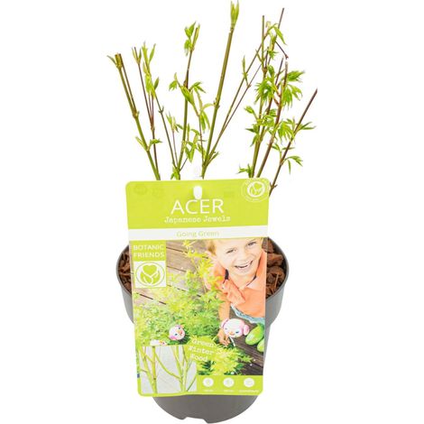 Érable du Japon Acer palmatum 'Going Green' - Plante d'Extérieur - Pot Ø 15 cm - H 50 cm - PANGIVO