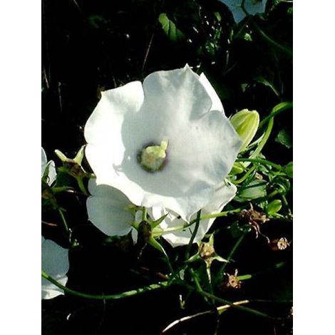 Campanule des Carpates 'Alba' Godet de 8/9 cm