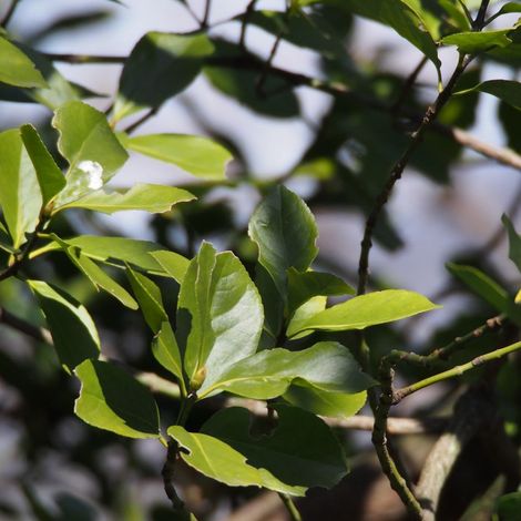 Fusain du Japon, Euonymus/Pot de 7,5L - 40/60 cm