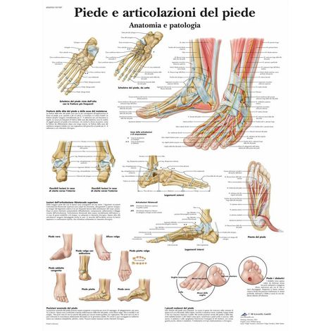 3B Scientific VR4176UU Piede e Articolazione del Piede
