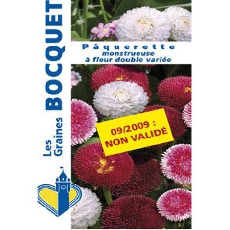 Paquerette à fleurs doubles en mélange Mini-motte Ø 1,5/2,5 cm, Plant vert de 3 à 5 cm de haut environ (par 5) (1/2)