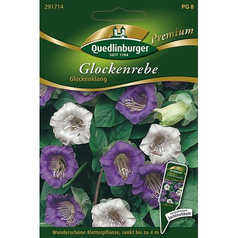Quedlinburger Saatgut – Cobée grimpante « Glockenklang » – Graines de fleurs, fleurs en cloche violettes et blanches, jusqu'à 4 m
