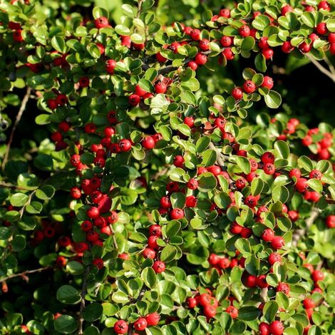 Cotoneaster rampant Green Carpet, Cotonéaster/Pot de 4L - 20/40 cm