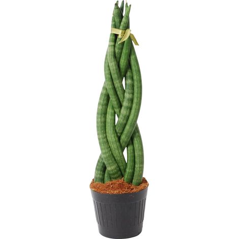 Sansevieria cylindrica Twist Langue de Belle-mère Plante Verte d'Intérieur H40 cm Ø10,5 cm - PANGIVO (1/4)