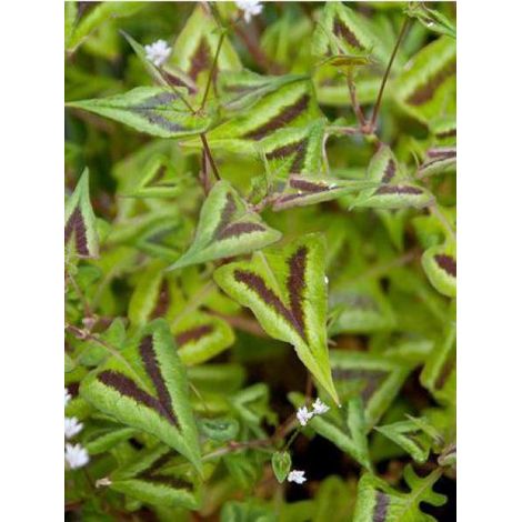 Persicaire, Renouée 'Purple Fantasy' Godet de 8/9 cm (1/3)