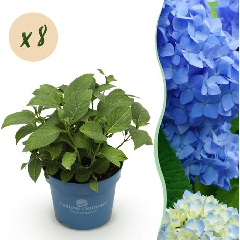 Hortensia Hydrangea Endless Summer The Original Blue - 48 Plantes - Bleu - Pot 14cm - 20-25cm - PANGIVO (1/5)