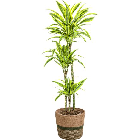 Dracaena Deremensis Lemon Lime - Plante d'Intérieur Décorative - Pot Ø24cm - 130-150 cm - PANGIVO (1/5)