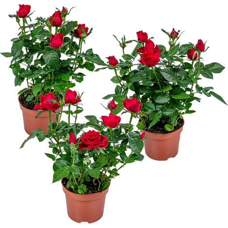 Bloomique - Lot de 3 - Rosier Nain Rouge - Plantes d’intérieur & extérieur - Terrasse & Jardin - Rustique - Hauteur 20-30 cm - Pot 12 cm (1/5)