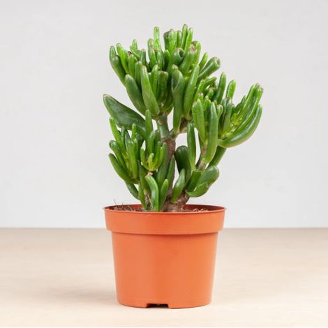 Crassula Ovata Hobbit "Albero di Giada" "orecchie di Shrek" pianta grassa in vaso  14 cm