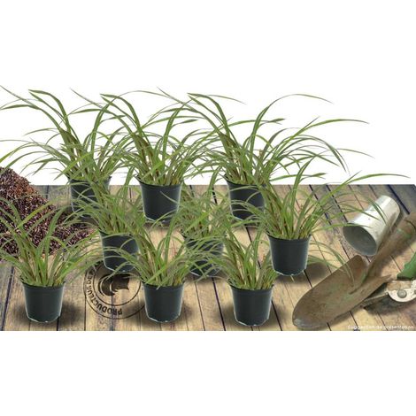 Agapanthe Cobalt Blue | Conditionnement: Lot de 9 godets
