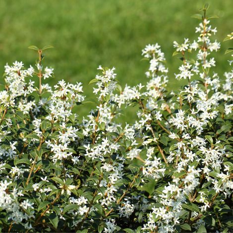 Osmanthe de burkwood - Osmanthus burkwoodii 80cm en pot (1/3)